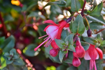 Fototapeta premium fiori di fucsia bianchi e rossi
