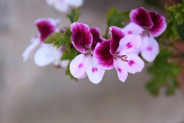 Fototapeta na wymiar fiori di geranio bianchi e rosa