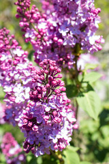 Lilac tree flowers close up, lilac lilac.