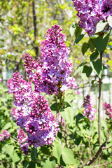Obraz premium Lilac tree flowers close up, lilac lilac.
