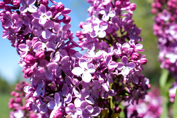 Lilac tree flowers close up, lilac lilac.