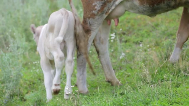 A cute little white calf is grazed in a meadow beside a cow. Mother and child in nature. Close-up. Summer day in the meadow.