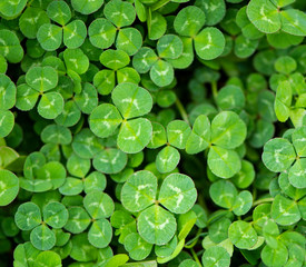 Clovers