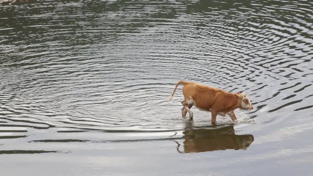 A single brown spotted cow crosses a spilled river. Flooding in the countryside.