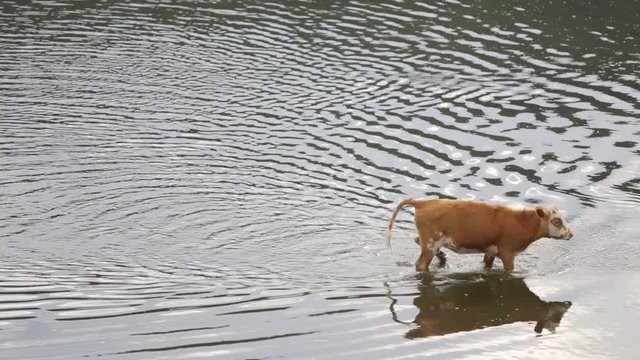 A single brown spotted cow crosses a spilled river. Flooding in the countryside.