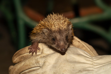 Ein Igel Baby auf einem Handschuh