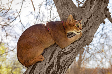 Abyssinian cat sitting on a tree in the sun