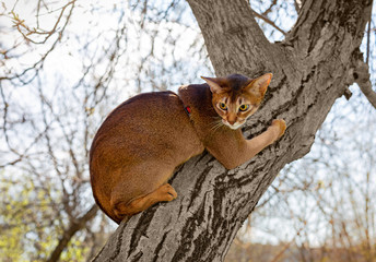 Naklejka na ściany i meble Abyssinian cat sitting on a tree in the sun
