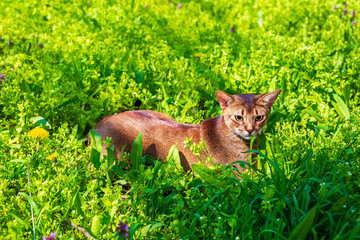 Abyssinian cat sitting in the grass with flowers in the sun