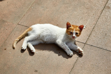 young white and brown cat lying