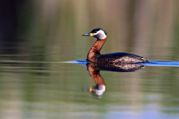 Swimming bird. Bird: Green, blue nature background. Red necked Grebe. Podiceps grisegena. 