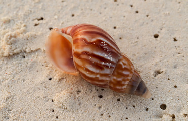 shell lying on the beach
