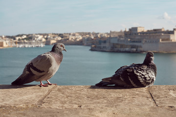 Gołębie na tle zatoki, słoneczny dzień, Malta Valletta 