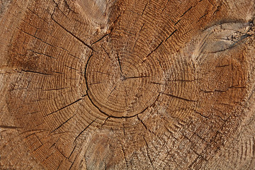 Fototapeta premium A section of a wooden trunk with cracks and annual rings for use as a background or texture. Brown light patterns against a background of natural origin.