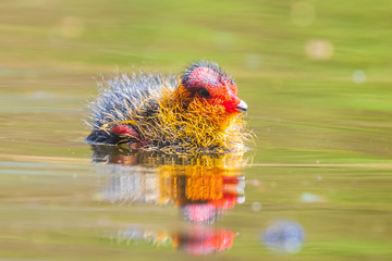 Coot chick Fulica atra swimming closeup