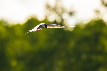 Common Tern, Sterna hirundo, hunting