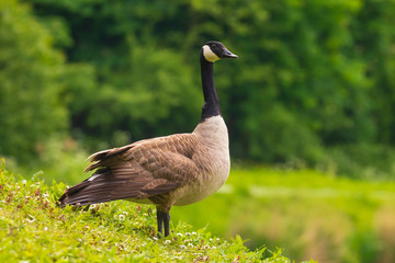 Canadian goose Branta canadensis in a meadow