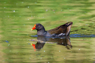 common moorhen, Gallinula chloropus waterfowl