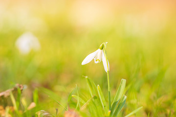 Common snowdrop Galanthus nivalis flowers blooming in sunlight