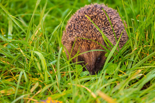Hedgehog Erinaceus europaeus in search for food