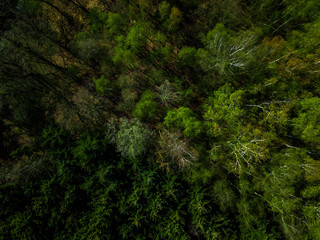 Wald von oben