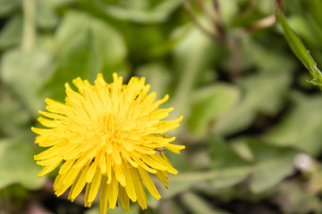 Yellow dandelion flower with green leaves.