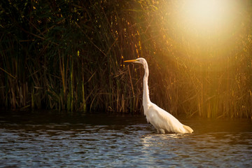 Great egret Ardea alba waterfowl closeup