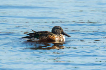Northern shoveler Spatula clypeata or Anas clypeata, on a lake