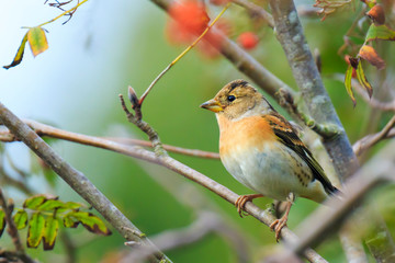 Obraz premium Brambling bird, Fringilla montifringilla, in winter plumage feeding berries