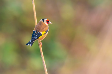 European goldfinch bird, (Carduelis carduelis), perched on the lookout