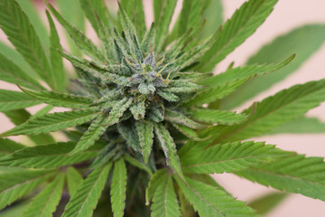 cannabis marijuana plant 