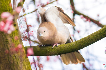 Eurasian collared dove Streptopelia decaocto