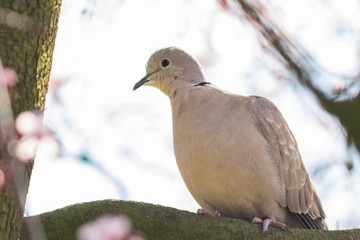Eurasian collared dove Streptopelia decaocto nesting in a tree