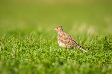Eurasian skylark bird Alauda arvensis bird in a meadow