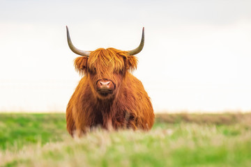 Highland cattle, Scottish cattle breed Bos taurus with big long horns