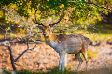 Fallow deer Dama Dama stag in Autumn