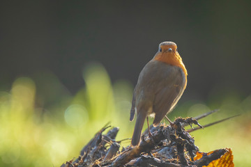 Robin redbreast Erithacus rubecula bird singing in sunlight
