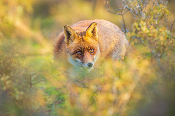 Obraz premium Wild red fox Vulpes Vulpes scavenging in a green meadow