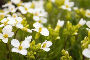 White flowers on a background of green leaves. Tiny white flowers in spring.