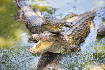 Crocodiles in Vietnam