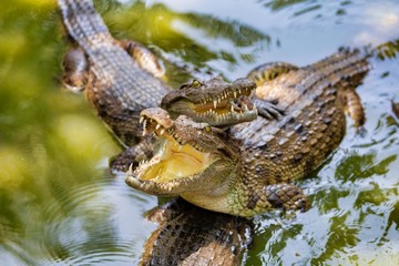 Crocodiles in Vietnam
