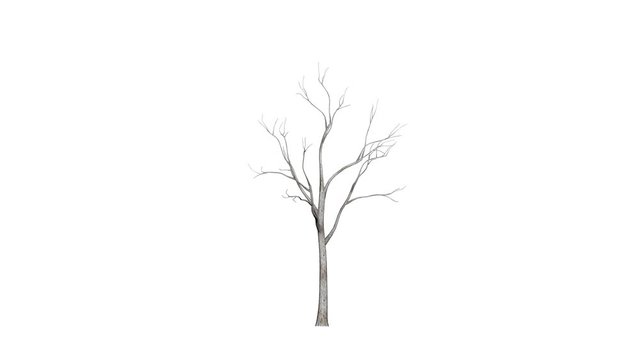 3d rendering of a growing realistic tree isolated on white