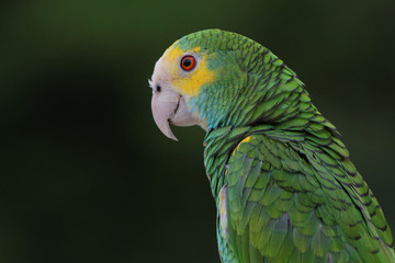 Perroquet Portrait 