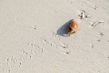 crab in a sea shell moving on the beach