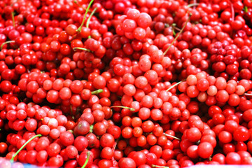 Omija, Schisandra chinensis from korea
