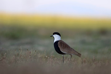 Cute bird. Spur winged Lapwing. Vanellus spinosus. Colorful nature background.