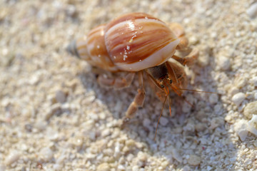 crab in a sea shell moving on the beach