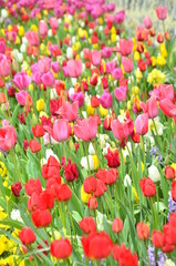 Fototapeta premium field of colorful tulips