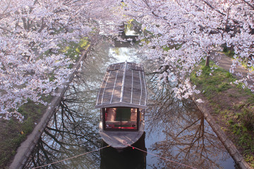 京都　伏見　桜と十石船