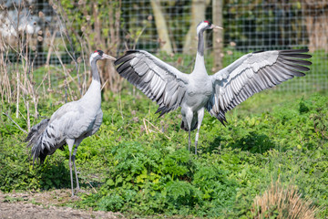 Naklejka premium Common Crane